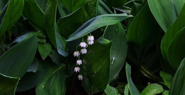 포토 JPG 해외이미지 식물 꽃 꽃다발 잎 자연 사람없음 초록색 뷰티 계곡 봄 벚꽃 흰색 개화 5월 다발 허브 원예 향기 냄새 세련 해외포토 계절 컬러 취미 날짜 생태계 파일형식 이미지허브