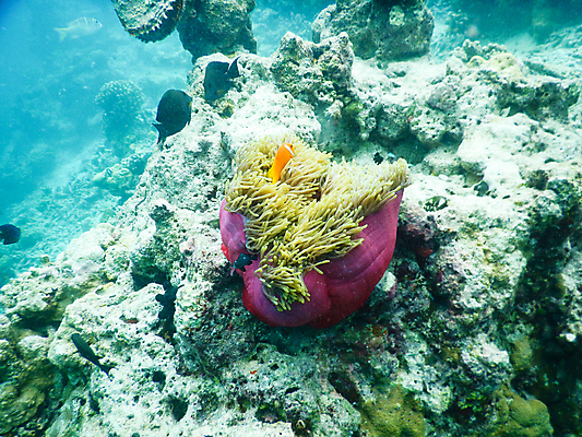 포토 JPG 해외이미지 동물 야생동물 바다 백그라운드 자연 이집트 어류 사람없음 빨간색 물 파란색 컬러풀 바닷속 수중 광대 스노클링 산호 다이빙 인도네시아 암초 아네모네 해외포토 자연요소 꽃 아시아 컬러 아프리카 수영 수중동물 수상스포츠 자포동물 생태계 수중스포츠 파일형식 이미지허브