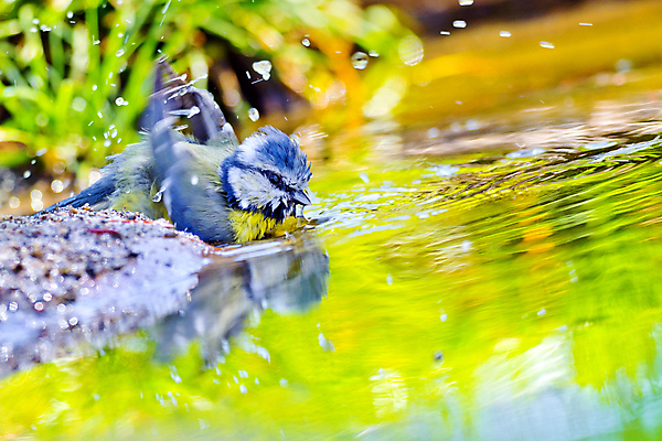 포토 JPG 해외이미지 동물 유럽 야생동물 날개 자연 조류 사람없음 야외 뷰티 환경 목욕 다양 연못 스페인 보호 숲 갈증 깃털 환경보전 생태계 생물학 부리 서식지 동물상 보호구역 생태학 해외포토 교육 나라 다수 컨셉 조형물 청결 사회이슈 구역 파일형식 이미지허브