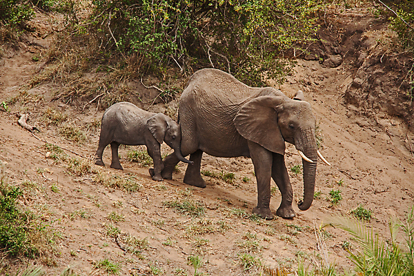 포토 JPG 해외이미지 동물 여자 남자 야생동물 여행 포유류 아프리카 자연 초식동물 코끼리 사람없음 야외 걷기 환경 아기 황무지 보호 큼 사파리 환경보전 상아 멸종 서식지 내추럴 남아프리카 사바나 생태학 해외포토 교육 나라 컨셉 모션 사람 크기 사회이슈 생태계 파일형식 이미지허브