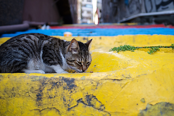 포토 JPG 해외이미지 동물 전통 라이프스타일 디자인 외관 응시 유럽 음식 벽 백그라운드 패턴 추상 휴가 거리 건조 사람없음 야외 빨간색 파란색 반려동물 컬러풀 노란색 계단 고양이 흰색 도시 먹기 타운 단계 해외포토 시선 나라 컬러 무늬 포유류 모션 생활 파일형식 이미지허브