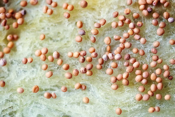 포토 JPG 해외이미지 식물 음식 백그라운드 농업 자연 주택 건강 씨앗 사람없음 초록색 새싹 봄 습기 젖음 매트 성장 뿌리기 준비 에코 유기농 원예 이익 국산 유지 루꼴라 모종 심기 영양분 처음 비건 해외포토 웰빙 계절 산업 컬러 채소 모션 취미 건물 환경 생태계 채식주의자 파일형식 이미지허브