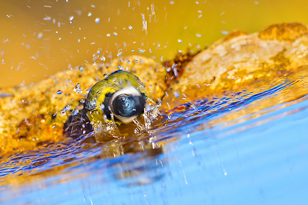 포토 JPG 해외이미지 동물 유럽 야생동물 날개 자연 조류 사람없음 야외 뷰티 환경 목욕 다양 연못 스페인 보호 숲 갈증 깃털 환경보전 생태계 생물학 부리 서식지 동물상 보호구역 생태학 해외포토 교육 나라 다수 컨셉 조형물 청결 사회이슈 구역 파일형식 이미지허브