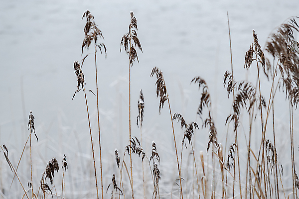포토 JPG 해외이미지 나무 호수 여행 백그라운드 자연 지팡이 하늘 표면 산 건조 사람없음 야외 목재 물 파란색 반사 평화 얼음 거울 흰색 연못 숲 그림 캔버스 암초 내추럴 산악지대 사생활 잔물결 절정 해외포토 자연요소 식물 물결 컬러 컨셉 재료 생태계 파일형식 이미지허브