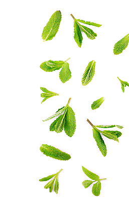 포토 JPG 해외이미지 잎 사람없음 초록색 민트 허브 향신료 스피아민트 해외포토 식물 컬러 향미료 파일형식 이미지허브