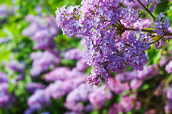 포토 JPG 해외이미지 나무 식물 계절 꽃잎 꽃 분홍색 백그라운드 잎 꽃무늬 자연 사람없음 초록색 파란색 뷰티 정원 보라색 봄 벚꽃 나뭇가지 개화 5월 제비꽃 라일락 해외포토 컬러 무늬 날짜 생태계 파일형식 이미지허브