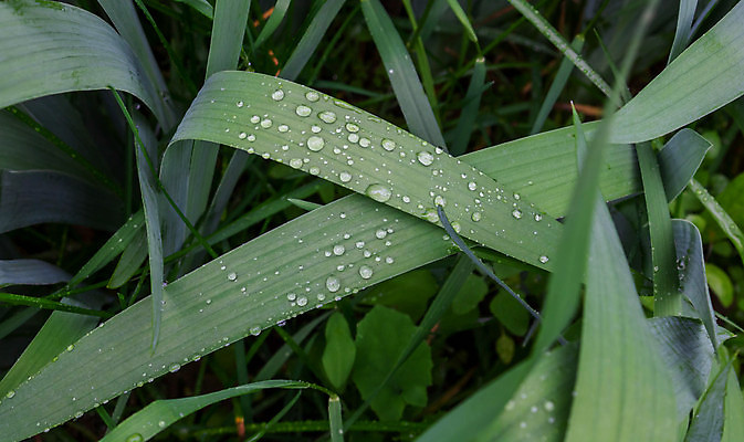 포토 JPG 해외이미지 식물 계절 백그라운드 밭 자연 아침 날씨 추상 잔디 사람없음 야외 초록색 물 여름 빛 햇빛 뷰티 환경 정원 봄 거품 젖음 성장 물방울 신선 액체 칼날 닫기 떨어짐 이슬 빗방울 허브 순수 질감 보케 내추럴 해외포토 주간 자연요소 컬러 컨셉 무늬 농업 모션 태양 비_날씨 생태계 파일형식 이미지허브