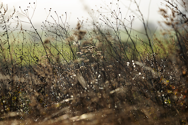 포토 JPG 해외이미지 식물 계절 백그라운드 단풍 밭 자연 아침 건조 사람없음 야외 빛 컬러풀 햇빛 태양 뷰티 노란색 일출 환경 새벽 추위 안개 시골 황금 닫기 속도 그림 서리 장면 청동 내추럴 해외포토 주간 자연요소 컬러 잎 농업 모션 날씨 노을 생태계 파일형식 이미지허브