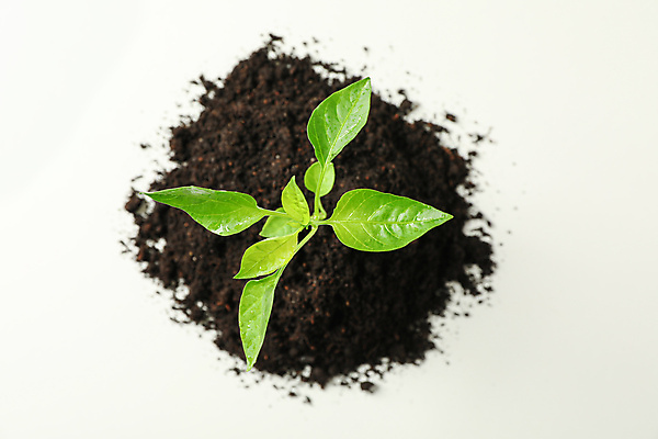 포토 JPG 해외이미지 백그라운드 자연 사람없음 새싹 흙 땅 에코 해외포토 식물 환경 생태계 파일형식 이미지허브