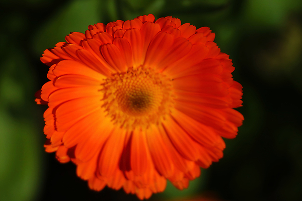 포토 JPG 해외이미지 식물 계절 꽃잎 꽃 백그라운드 잎 꽃무늬 패턴 밭 오렌지 자연 종류 사람없음 장식 초록색 여름 컬러풀 뷰티 약 노란색 정원 봄 활발 성장 벚꽃 신선 닫기 약초 냄비 허브 싱글 질감 데이지 꽃가루 내추럴 금잔화 해외포토 컬러 컨셉 무늬 농업 과일 의학 모션 풀_식물 솥 가루 생태계 파일형식 이미지허브