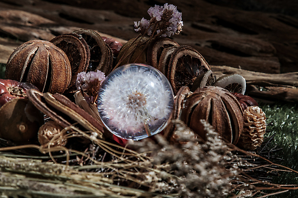 포토 JPG 해외이미지 나무 디자인 유리 건조 사람없음 장식 소프트포커스 크리스탈 드라이플라워 해외포토 식물 꽃 재질 촬영기법 광석 파일형식 이미지허브