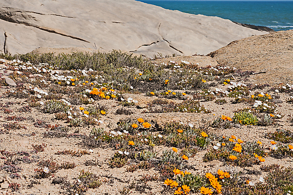 포토 JPG 해외이미지 식물 꽃잎 꽃 여행 오렌지 자연 사람없음 야외 모래사장 환경 봄 들꽃 보호 서식지 대서양 남아프리카 영원 해외포토 계절 바다 컨셉 과일 아프리카 생태계 파일형식 이미지허브