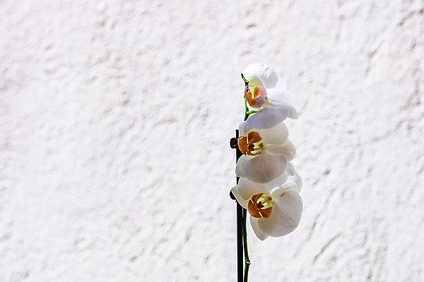 포토 JPG 해외이미지 식물 디자인 꽃잎 꽃 화분 분홍색 꽃다발 잎 꽃무늬 자연 주택 실내 사람없음 장식 초록색 컬러풀 뷰티 정원 방 들꽃 성장 벚꽃 흰색 나뭇가지 신선 개화 난초 우아함 냄비 호접란 내추럴 고립 심기 해외포토 나무 컬러 컨셉 무늬 모션 내부 건물 솥 생태계 파일형식 이미지허브