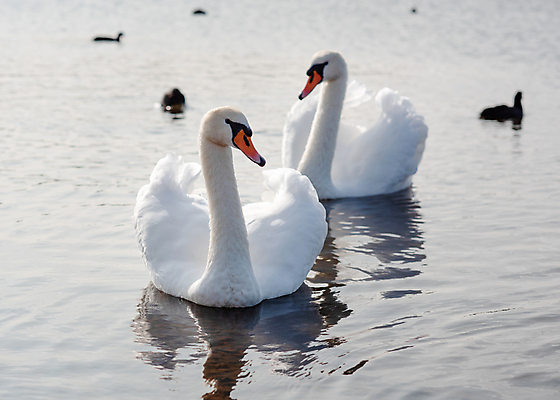 포토 JPG 해외이미지 주간 호수 여러마리 사람없음 야외 백조 해외포토 자연요소 다수 조류 파일형식 이미지허브