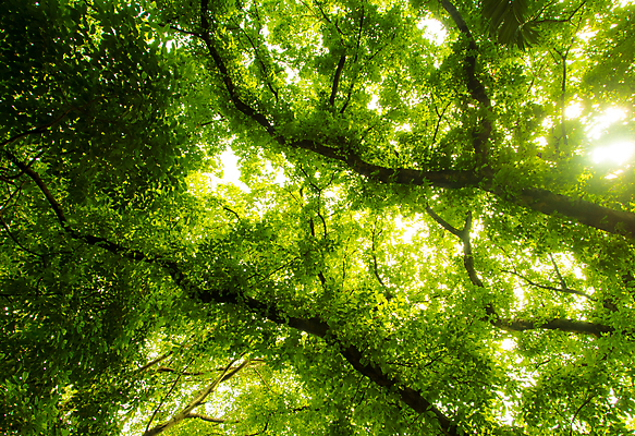 포토 JPG 해외이미지 나무 계절 공원 백그라운드 잎 자연 풍경 사람없음 야외 목재 초록색 여름 빛 햇빛 태양 환경 맑음 나뭇가지 숲 해외포토 자연요소 식물 공공시설 컬러 재료 날씨 생태계 파일형식 이미지허브
