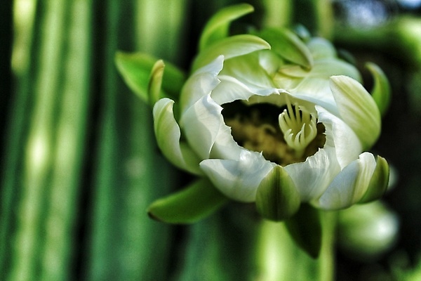 포토 JPG 해외이미지 식물 전통 꽃 백그라운드 꽃무늬 패턴 자연 하늘 선인장 사람없음 야외 장식 초록색 파란색 뷰티 약 정원 사막 성장 벚꽃 흰색 신선 개화 가시 야간 유기농 향기 날카로움 내추럴 이국적 많음 해외포토 자연요소 웰빙 컬러 컨셉 무늬 의학 생태계 냄새 파일형식 이미지허브