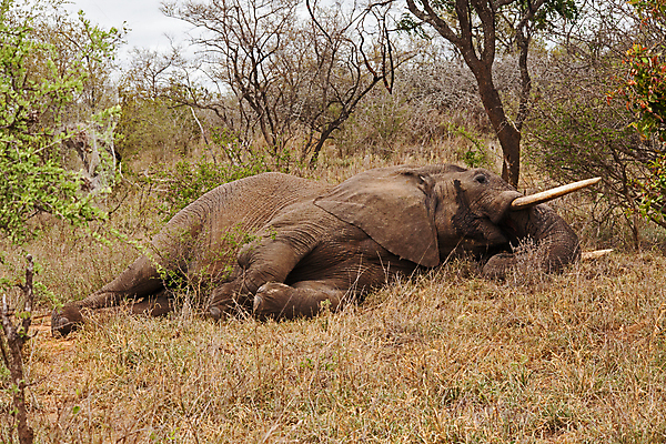 포토 JPG 해외이미지 동물 여자 남자 야생동물 여행 포유류 아프리카 자연 초식동물 코끼리 사람없음 야외 걷기 환경 아기 황무지 보호 큼 사파리 환경보전 상아 멸종 서식지 내추럴 남아프리카 사바나 생태학 해외포토 교육 나라 컨셉 모션 사람 크기 사회이슈 생태계 파일형식 이미지허브