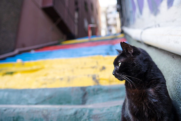 포토 JPG 해외이미지 동물 전통 라이프스타일 디자인 외관 응시 유럽 음식 벽 백그라운드 패턴 추상 휴가 거리 건조 사람없음 야외 빨간색 여름 파란색 반려동물 컬러풀 노란색 계단 고양이 바위 흰색 도시 먹기 타운 단계 해외포토 시선 계절 나라 컬러 무늬 포유류 모션 생활 돌_바위 파일형식 이미지허브