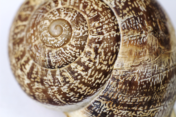 포토 JPG 해외이미지 모양 동물 백그라운드 패턴 곡선 모션 자연 추상 연체동물 나선형 사람없음 뷰티 갈색 소용돌이 껍질 흰색 원형 소라 보호 소프트포커스 묘사 유기농 질감 생물학 역동적 라임 내추럴 기어가기 고립 대칭 어려움 최면 특별함 해외포토 도형 웰빙 교육 선 컬러 컨셉 무늬 과일 어패류 무척추동물 촬영기법 회오리 생태계 파일형식 이미지허브