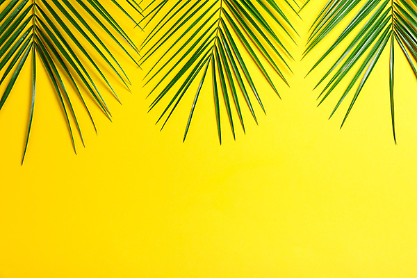 포토 JPG 해외이미지 스튜디오촬영 사람없음 여름 하이앵글 오브젝트 야자수잎 카피스페이스 해외포토 계절 뷰포인트 잎 실내 공백 파일형식 이미지허브 이미지허브