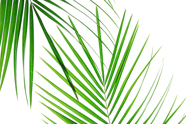 포토 JPG 해외이미지 스튜디오촬영 사람없음 하이앵글 오브젝트 야자수잎 해외포토 뷰포인트 잎 실내 파일형식 이미지허브 이미지허브