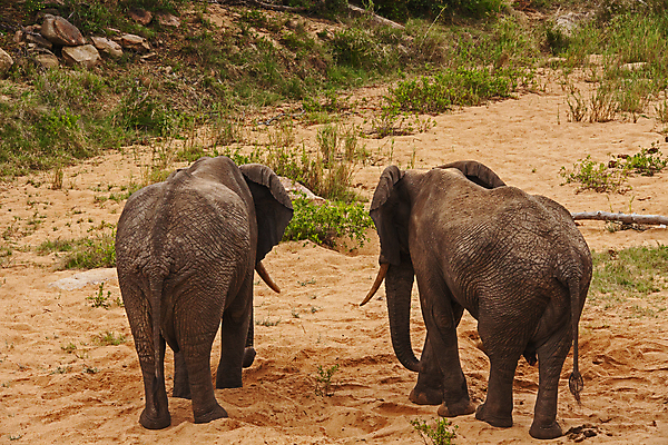 포토 JPG 해외이미지 동물 여자 남자 야생동물 여행 포유류 아프리카 자연 초식동물 코끼리 사람없음 야외 걷기 환경 아기 황무지 보호 큼 사파리 환경보전 상아 멸종 서식지 내추럴 남아프리카 사바나 생태학 해외포토 교육 나라 컨셉 모션 사람 크기 사회이슈 생태계 파일형식 이미지허브