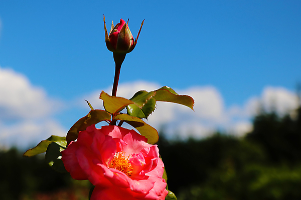 포토 JPG 해외이미지 식물 공원 꽃잎 꽃 줄기 분홍색 꽃다발 백그라운드 잎 꽃무늬 자연 발렌타인데이 사랑 사람없음 야외 장식 빨간색 초록색 컬러풀 햇빛 뷰티 장미 정원 봄 성장 벚꽃 신선 개화 원예 보케 향기 아로마 내추럴 꽃수술 오해 몽환 해외포토 계절 공공시설 감정 컬러 컨셉 무늬 데이이벤트 취미 태양 생태계 냄새 파일형식 이미지허브