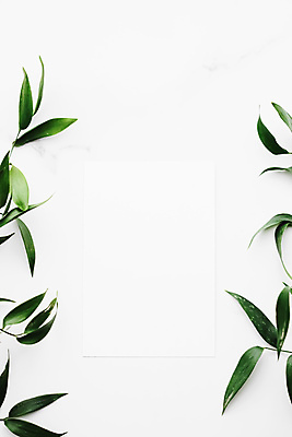 포토 JPG 해외이미지 종이 잎 프레임 사람없음 흰배경 대리석 카피스페이스 보테니컬아트 해외포토 식물 백그라운드 재료 공백 흰색 파일형식 이미지허브