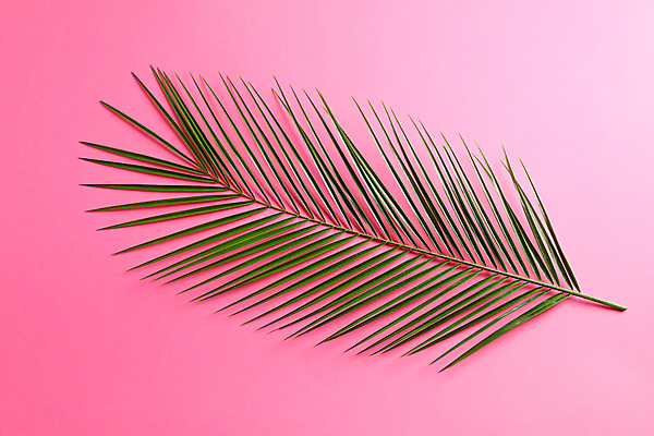 포토 JPG 해외이미지 스튜디오촬영 사람없음 오브젝트 야자수잎 해외포토 잎 실내 파일형식 이미지허브 이미지허브