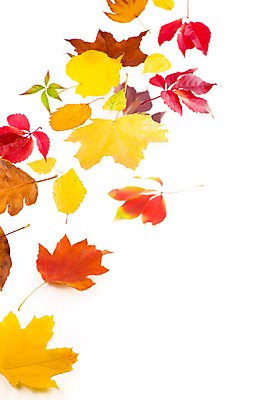 포토 JPG 해외이미지 단풍 낙엽 사람없음 오브젝트 해외포토 잎 파일형식 이미지허브