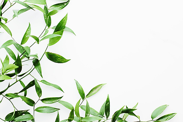 포토 JPG 해외이미지 잎 실내 사람없음 초록색 흰색 풀 카피스페이스 미니멀 해외포토 식물 컬러 내부 공백 파일형식 이미지허브