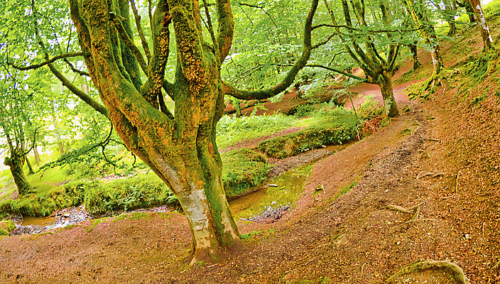 포토 JPG 해외이미지 나무 공원 유럽 야생동물 여행 잎 자연 휴식 산 사람없음 야외 목재 물 강 뷰티 환경 다양 스페인 보호 숲 환경보전 생태계 생물학 서식지 내추럴 민물 보호구역 삼림지대 생태학 해외포토 자연요소 식물 동물 공공시설 교육 나라 다수 컨셉 재료 사회이슈 구역 파일형식 이미지허브