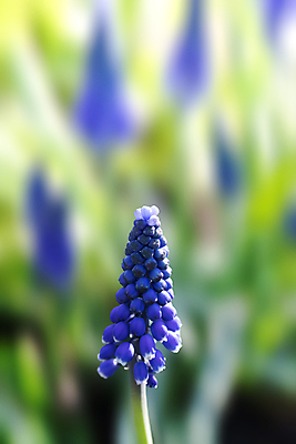 포토 JPG 해외이미지 식물 계절 공원 꽃잎 꽃 백그라운드 잎 꽃무늬 밭 자연 포도 사람없음 야외 초록색 여름 파란색 컬러풀 태양 뷰티 정원 맑음 봄 성장 벚꽃 흰색 개화 보케 내추럴 히아신스 효과 해외포토 자연요소 공공시설 컬러 무늬 농업 과일 날씨 생태계 파일형식 이미지허브