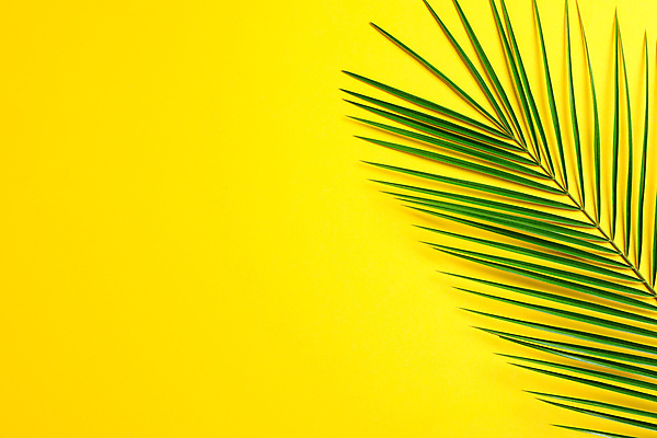 포토 JPG 해외이미지 스튜디오촬영 백그라운드 사람없음 여름 오브젝트 야자수잎 카피스페이스 해외포토 계절 잎 실내 공백 파일형식 이미지허브 이미지허브