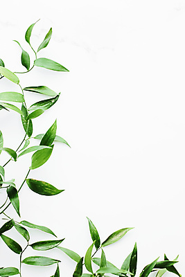 포토 JPG 해외이미지 잎 실내 사람없음 초록색 흰색 카피스페이스 미니멀 해외포토 식물 컬러 내부 공백 파일형식 이미지허브