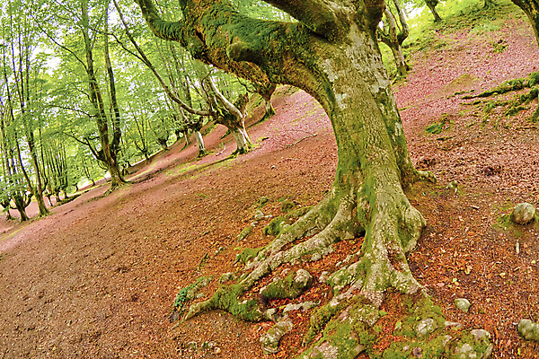 포토 JPG 해외이미지 나무 공원 유럽 야생동물 여행 잎 자연 휴식 산 사람없음 목재 물 강 뷰티 환경 다양 스페인 보호 숲 환경보전 생태계 생물학 서식지 내추럴 민물 보호구역 삼림지대 생태학 해외포토 자연요소 식물 동물 공공시설 교육 나라 다수 컨셉 재료 사회이슈 구역 파일형식 이미지허브