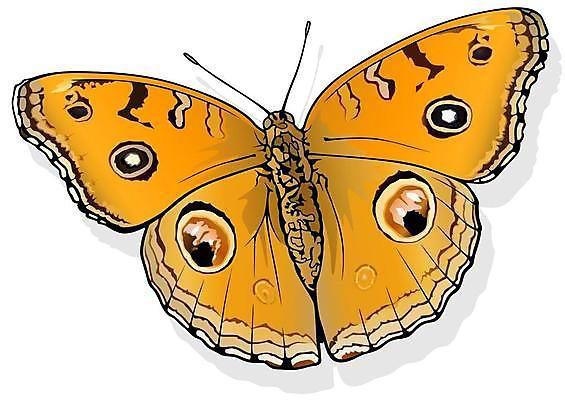 EPS 해외이미지 동물 야생동물 나비 곤충 날개 일러스트 자연 장식 여름 컬러풀 환경 정원 봄 우아함 벌레 생물학 고립 동물상 해외일러스트 계절 교육 컬러 컨셉 조형물 생태계 파일형식 벡터 이미지허브