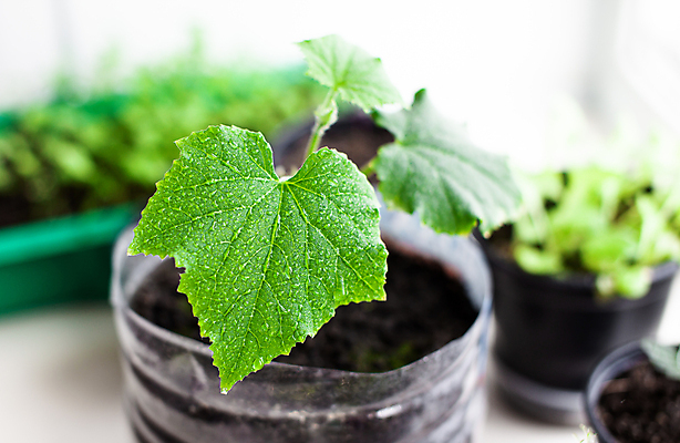 포토 JPG 해외이미지 식물 화초 잎 오이 사람없음 흙 원예 모종 해외포토 채소 취미 파일형식 이미지허브