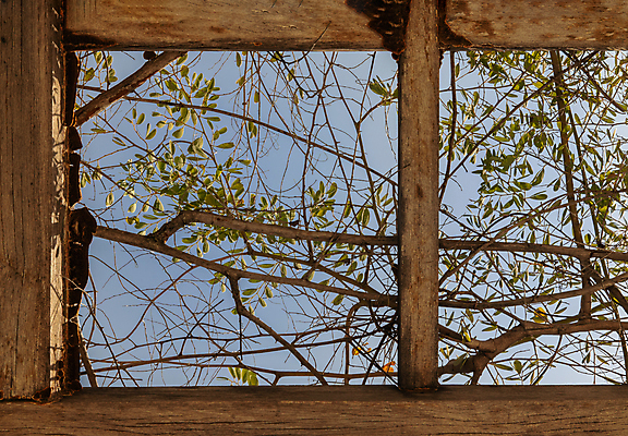 포토 JPG 해외이미지 나무 식물 전통 디자인 공원 백그라운드 잎 패턴 채소 건축양식 자연 하늘 지붕 추상 주택 프레임 사람없음 야외 내부 목재 장식 초록색 여름 파란색 빛 햇빛 태양 뷰티 농장 환경 정원 성장 시골 신선 질감 날것 아이비 내추럴 숙성 옛날 해외포토 자연요소 계절 공공시설 건축 컬러 무늬 농업 재료 건물 생태계 파일형식 이미지허브