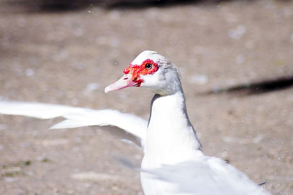 포토 JPG 해외이미지 나무 동물 공원 남자 호수 야생동물 자연 조류 오리 종류 사람없음 야외 물 여름 강 뷰티 산책 연못 도시 보행로 부리 육식동물 방문 물새 내추럴 해외포토 자연요소 식물 계절 공공시설 길 휴식 사람 생태계 파일형식 이미지허브