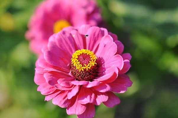 포토 JPG 해외이미지 식물 꽃잎 꽃 분홍색 백그라운드 잎 꽃무늬 오렌지 자연 사람없음 야외 장식 빨간색 초록색 뷰티 노란색 머리 정원 보라색 봄 벚꽃 흰색 신선 원형 개화 닫기 그늘 제비꽃 층 해외포토 도형 계절 컬러 무늬 과일 모션 신체부위 생태계 파일형식 이미지허브