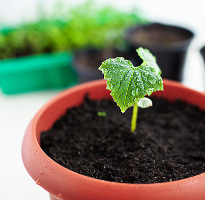 포토 JPG 해외이미지 식물 화초 잎 오이 사람없음 흙 원예 모종 해외포토 채소 취미 파일형식 이미지허브
