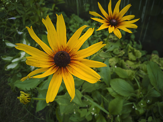 포토 JPG 해외이미지 식물 꽃잎 꽃 백그라운드 잎 자연 새로움 사람없음 장식 빨간색 초록색 빛 뷰티 노란색 정원 봄 침대 개화 닫기 관목 향기 조경 제비 해외포토 나무 계절 컬러 가구 컨셉 모션 조류 생태계 냄새 파일형식 이미지허브