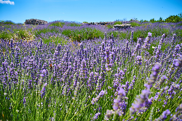 포토 JPG 해외이미지 식물 꽃 유럽 섬 여행 나비 백그라운드 꽃무늬 밭 농업 자연 따뜻함 사람없음 야외 초록색 파란색 뷰티 정원 맑음 보라색 시골 개화 닫기 허브 제비꽃 향기 아로마 향 크로아티아 아로마테라피 라벤더 내추럴 해외포토 나라 산업 컬러 곤충 무늬 모션 날씨 생태계 냄새 테라피 파일형식 이미지허브