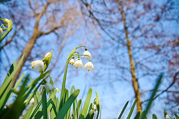 포토 JPG 해외이미지 식물 계절 꽃잎 꽃 백그라운드 꽃무늬 전구 자연 사람없음 야외 장식 초록색 뷰티 정원 봄 벚꽃 흰색 신선 눈송이 개화 향기 내추럴 영원 헌병 해외포토 컬러 무늬 눈_날씨 군인 생태계 냄새 파일형식 이미지허브