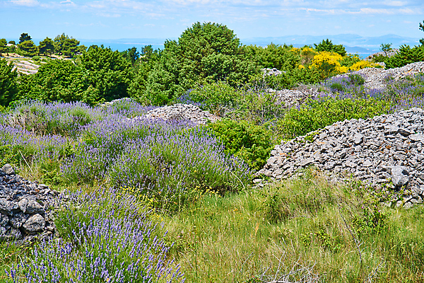 포토 JPG 해외이미지 식물 꽃 유럽 섬 여행 나비 백그라운드 꽃무늬 밭 농업 자연 따뜻함 사람없음 야외 초록색 파란색 뷰티 정원 맑음 보라색 시골 개화 닫기 허브 제비꽃 향기 아로마 향 크로아티아 아로마테라피 라벤더 내추럴 해외포토 나라 산업 컬러 곤충 무늬 모션 날씨 생태계 냄새 테라피 파일형식 이미지허브