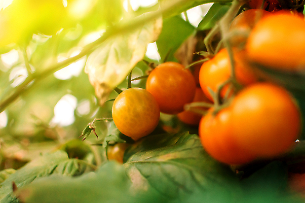 포토 JPG 해외이미지 식물 잡화 음식 백그라운드 잎 농업 토마토 채소 자연 건강 요리 사람없음 야외 빨간색 초록색 농작물 햇빛 태양 정원 이탈리아 샐러드 수확 성장 신선 체리 선택 달콤 맛 먹기 준비 유기농 원예 포도나무 내추럴 숙성 온실 해외포토 자연요소 웰빙 유럽 산업 컬러 컨셉 과일 모션 취미 과일나무 생태계 파일형식 이미지허브
