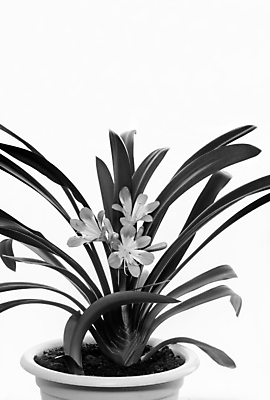 포토 JPG 해외이미지 식물 꽃잎 꽃 화분 줄기 분홍색 백그라운드 잎 자연 휴가 실내 사람없음 내부 장식 가로 초록색 컬러풀 뷰티 환경 봄 성장 흰색 개화 냄비 원예 내추럴 고립 온실 해외포토 계절 컬러 취미 솥 생태계 파일형식 이미지허브