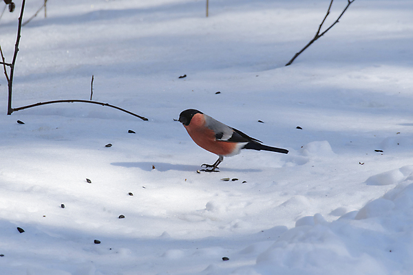 포토 JPG 해외이미지 나무 동물 남자 날개 자연 조류 사람없음 부리 해외포토 식물 사람 생태계 파일형식 이미지허브