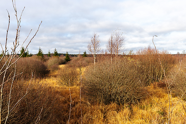 포토 JPG 해외이미지 나무 공원 길 스포츠 여행 백그라운드 자국 자연 하늘 사람없음 야외 목재 초록색 물 파란색 컬러풀 환경 맑음 산책 산책로 하이킹 시골 황무지 숲 오솔길 관목 벨기에 내추럴 보호구역 해외포토 자연요소 식물 공공시설 컬러 재료 레저 날씨 휴식 생태계 구역 서유럽 파일형식 이미지허브